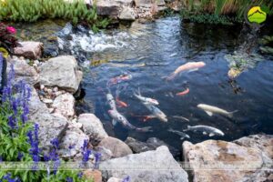 69+ Mẫu tiểu cảnh hồ cá koi đẹp nhất 2024