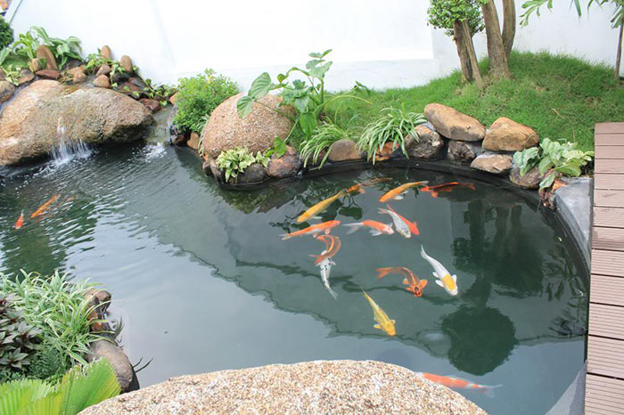 Tiểu cảnh hồ cá sân vườn