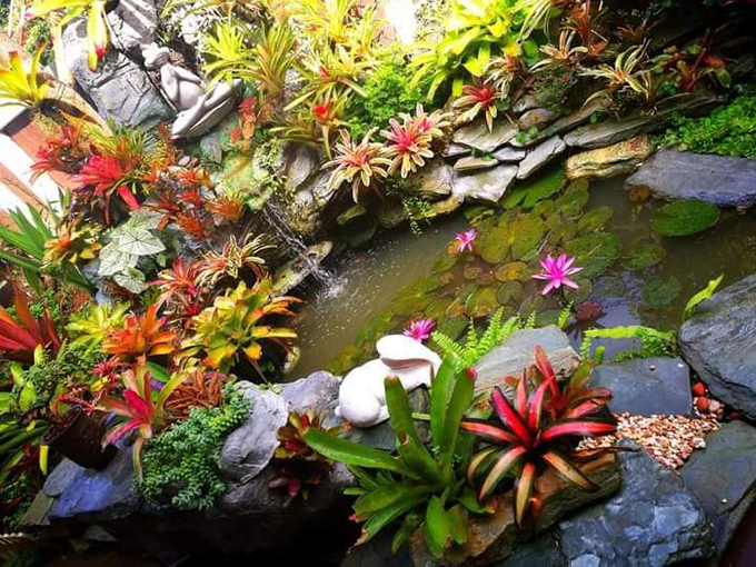 Trang trí hồ koi mini