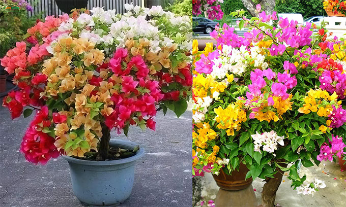 Các loại cây hoa chịu nắng tốt