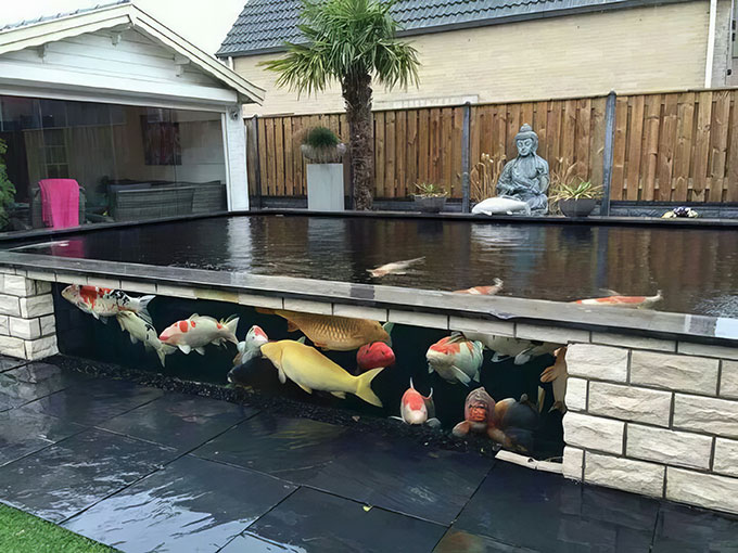 Bể cá Koi bằng kính
