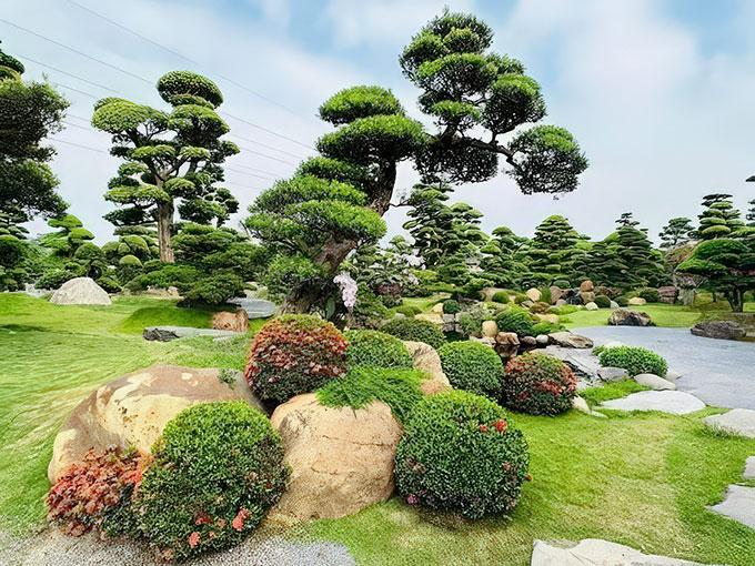 đồi tùng sân vườn