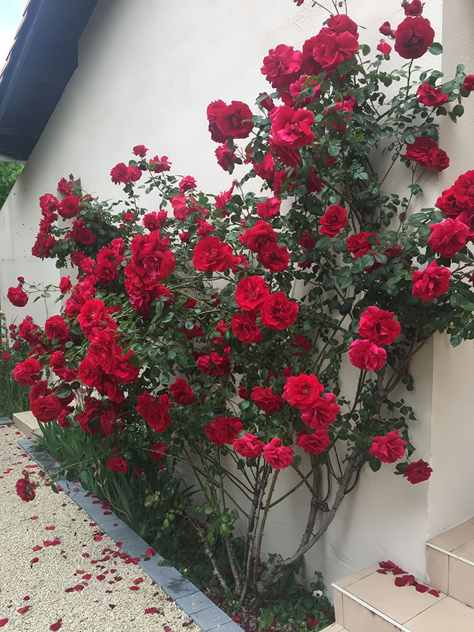 Các loại cây trồng tiểu cảnh dễ trồng