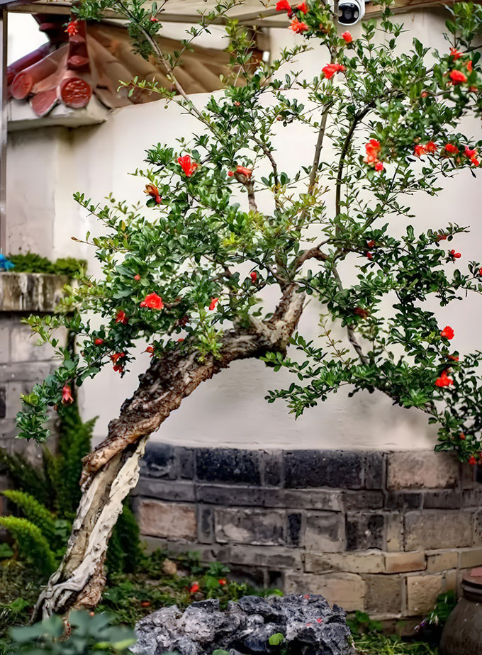 Các loại cây trồng tiểu cảnh dễ trồng
