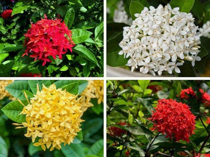 Các loại cây trồng tiểu cảnh dễ trồng