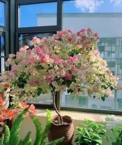 Các loại cây trồng tiểu cảnh dễ trồng