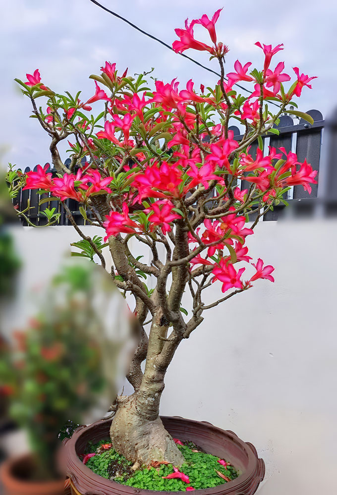 Các loại cây trồng tiểu cảnh dễ trồng