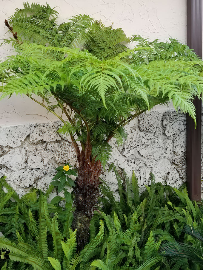 Cây trồng tiểu cảnh sân vườn đẹp