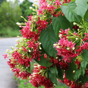 Cây hoa chịu nắng tốt