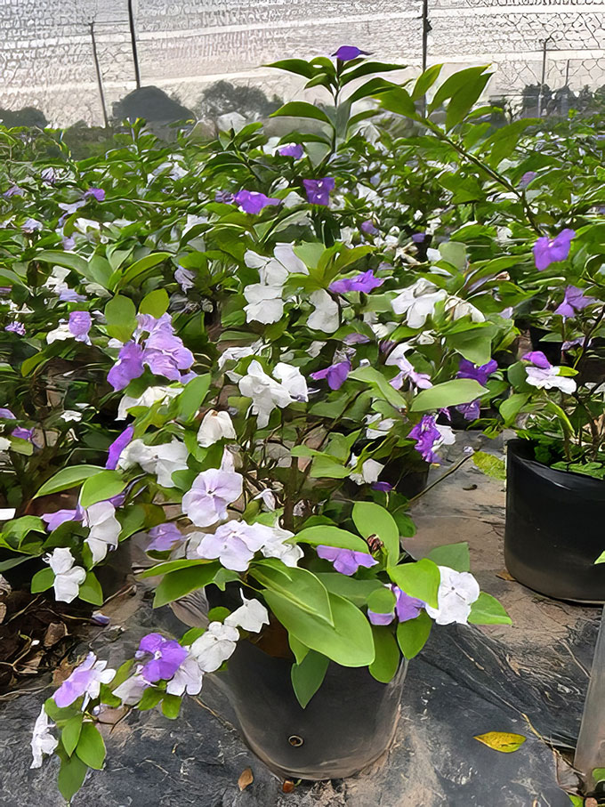 Cây hoa chịu nắng tốt